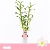 Дендробиум Nobile Apollon 2 ствола d12 см h65 см тип 3