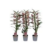 Дендробиум Nobile Sunny Eyes 1 ствол d12 см h65 см тип 2