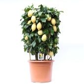 Цитрус Лимон цилиндр d46 см h100 см Цитрус Лимон цилиндр d46 см h100 см