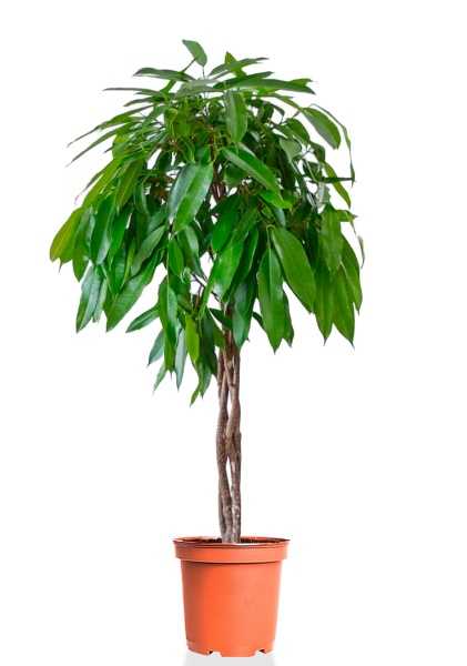 Фикус Биннендийка Амстел Кинг переплетенный d31 см h140 см