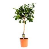 Цитрус Лимон на стволе d28 см h145 см