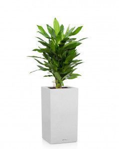 Драцена Джанет Линд CANTO STONE HIGH 30/130 см Песочный белый Драцена Джанет Линд CANTO STONE HIGH 30/130 см Песочный белый