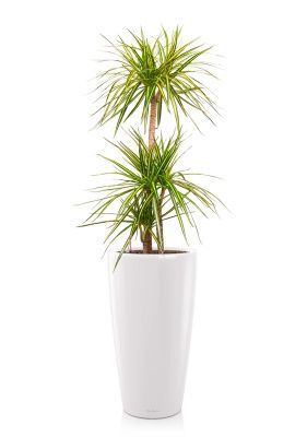Драцена Маргината Санрей 3 ствола 27/150 см в RONDO 32, белый блестящий