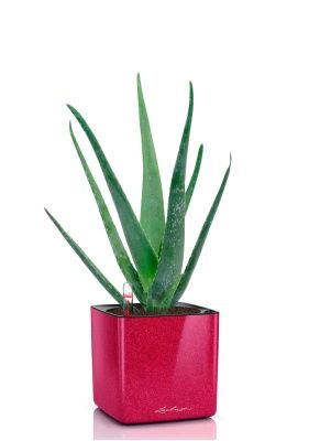 Алоэ Вера в CUBE GLOSSY KISS 14, вишнево-розовый блестящий