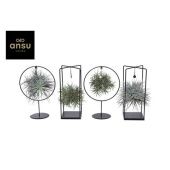 Тилландсия Cube/ring Mix (large) d17 см h30 см