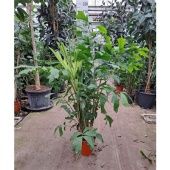 Кариота Буш d30 см h180 см