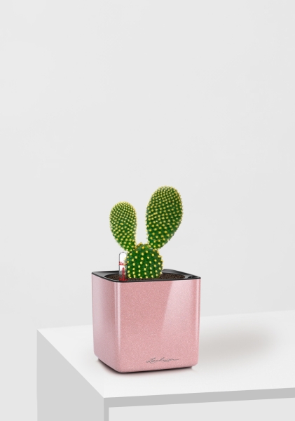 Опунция Мелковолосистая Паллида 6/12 см в CUBE GLOSSY KISS 14 Опунция Мелковолосистая Паллида 6/12 см в CUBE GLOSSY KISS 14