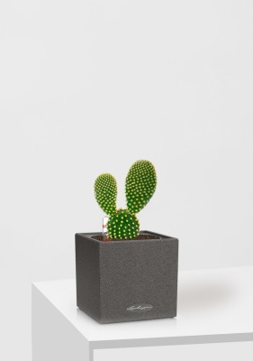 Опунция Мелковолосистая Паллида 6 12 см в CANTO STONE 14 Опунция Мелковолосистая Паллида 6 12 см в CANTO STONE 14