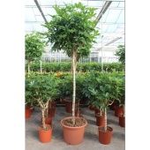 Шеффлера Компакта на стволе d55 см h270 см