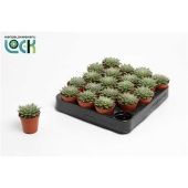 Граптопеталум Rusbyi d5.5 см h8 см