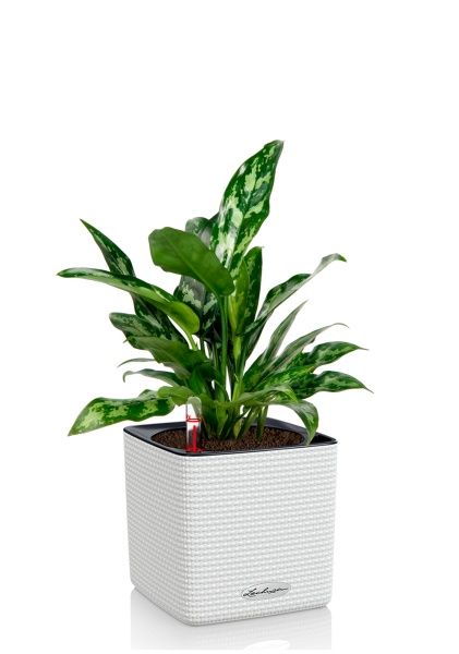 Аглаонема Мария 15/35 в CUBE COLOR 16