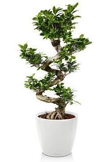 Фикус бонсай в CLASSICO 43 Фикус бонсай в CLASSICO 43