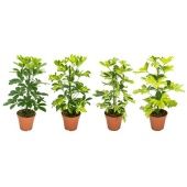 Шеффлера микс d13 см h45 см тип 2