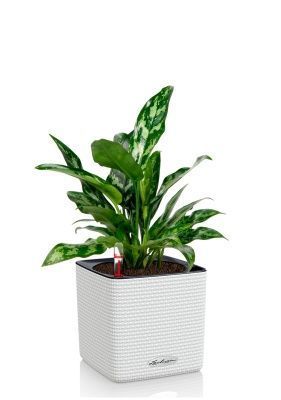 Аглаонема Мария 15/35 в CUBE COLOR 16, белый