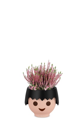 Вереск (Эрика) розовый в OJO