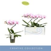 Фаленопсис 1 ствол Балетто Curl d12 см h45 см Фаленопсис 1 ствол Балетто Curl d12 см h45 см