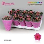 Каланхоэ Calandiva Moments розовый d10.5 см h23 см