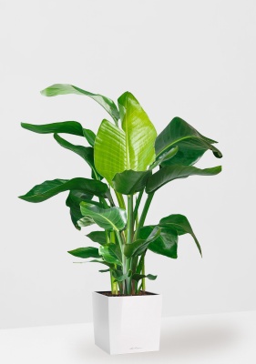 Стрелиция Николай 27/140 см в CUBE 30 Стрелиция Николай 27/140 см в CUBE 30