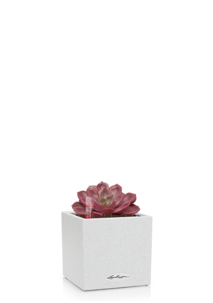 Эхеверия Меджик Парел 12/16 см в CANTO STONE 14 Эхеверия Меджик Парел 12/16 см в CANTO STONE 14