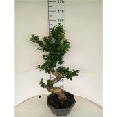 Фикус Гинсенг бонсай S форма d32 см h90 см Фикус Гинсенг бонсай S форма d32 см h90 см