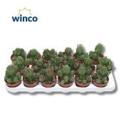 Эуфорбия Полигона d8.5 см h15 см Эуфорбия Полигона d8.5 см h15 см