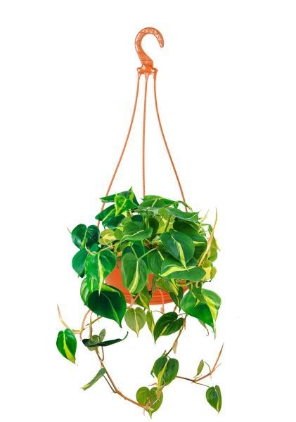 Филодендрон Сканденс Бразил 17/30 см