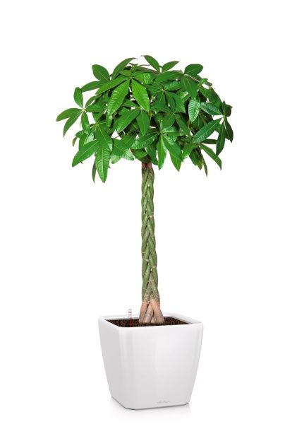 Пахира Акватика 27/150 см в QUADRO LS 35