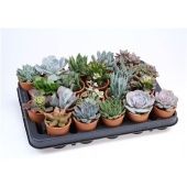 Суккуленты микс In Rozenpot d7 см h10 см