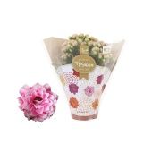 Каланхоэ Rosalina Don Alano Pink d6 см h12.5 см Каланхоэ Rosalina Don Alano Pink d6 см h12.5 см