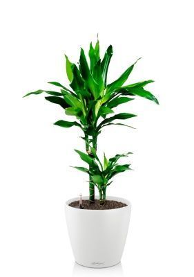 Драцена Джанет Линд 2 ствола 17/70 см в CLASSICO COLOR 21, белый