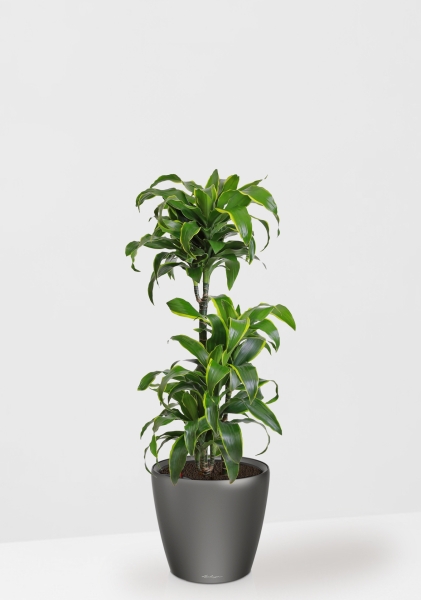 Драцена Дорадо 3 ствола в CLASSICO LS 28