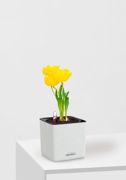 Тюльпан 7/15 см в CUBE COLOR 14 Тюльпан 7/15 см в CUBE COLOR 14