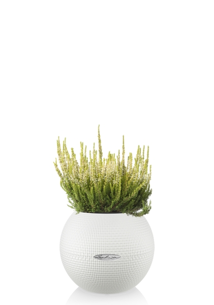 Вереск (Эрика) белый в PURO 20