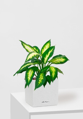 Диффенбахия Камилла 12/40 см в CANTO STONE 14, песочный белый Диффенбахия Камилла 12/40 см в CANTO STONE 14, песочный белый