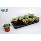 Седум Буритто d12 см h15 см Седум Буритто d12 см h15 см