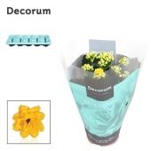 Каланхоэ Calandiva желтый d10.5 см h23 см