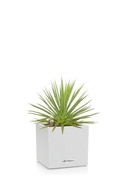 Агава Нана в CANTO STONE 14