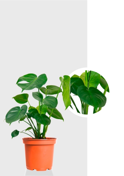 Монстера Делициоза 17/60 см