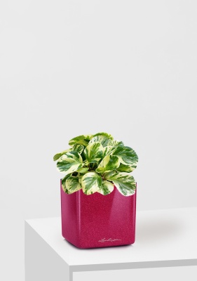 Пеперомия Биколор 12/20 см в CUBE GLOSSY KISS 14