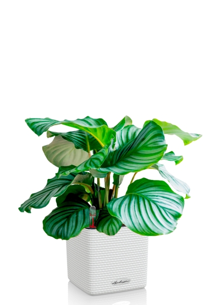 Калатея Орбифолия 15/50 см в CUBE Color 16 Калатея Орбифолия 15/50 см в CUBE Color 16