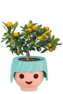 Цитрус Каламондин в OJO