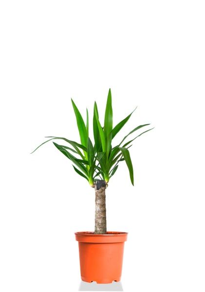 Юкка 1ств 15/60 см