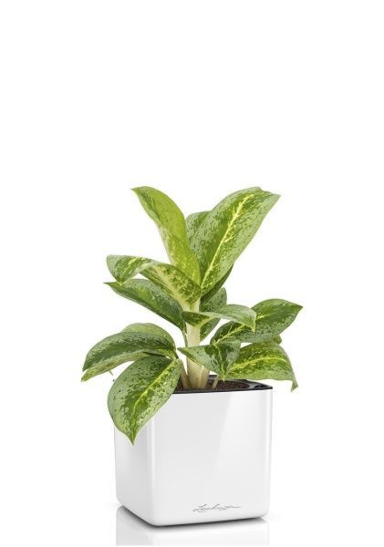 Аглаонема Лемон Минт в CUBE GLOSSY 14