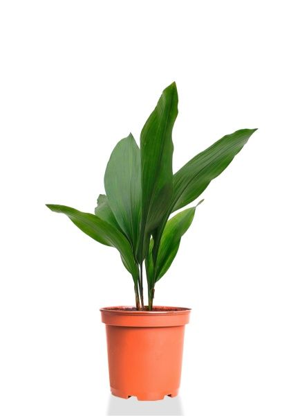 Аспидистра Элатиор 13/50 см