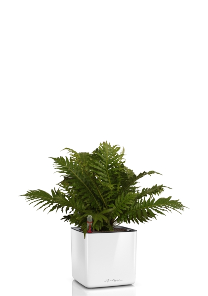 Блехнум 12/30 см в CUBE GLOSSY 14 Блехнум 12/30 см в CUBE GLOSSY 14