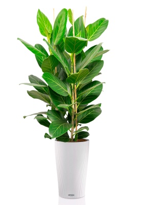 Фикус Бенгальский Андрей 3 ствола 27/120 см в CILINDRO COLOR 32 Фикус Бенгальский Андрей 3 ствола 27/120 см в CILINDRO COLOR 32