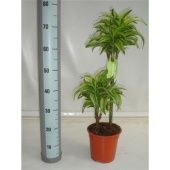 Драцена Лемон Сюрприз 2 ствола d19 см h80 см