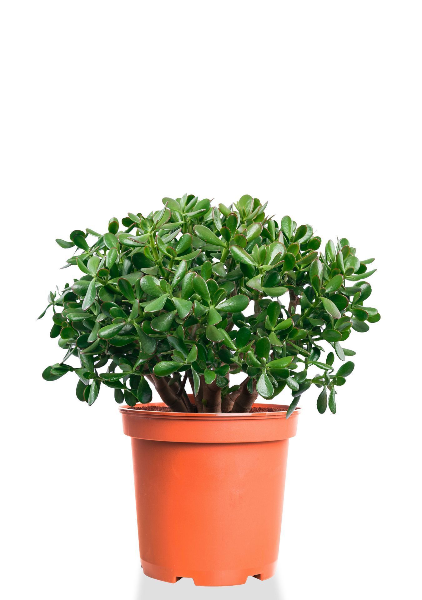 Крассула Овата 29/50 см