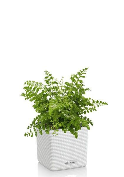 Папоротник Парвати в CUBE COLOR 14 Папоротник Парвати в CUBE COLOR 14