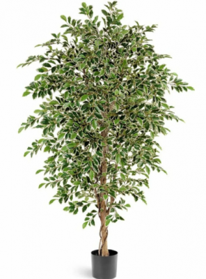 Золотой фикус Фолиа